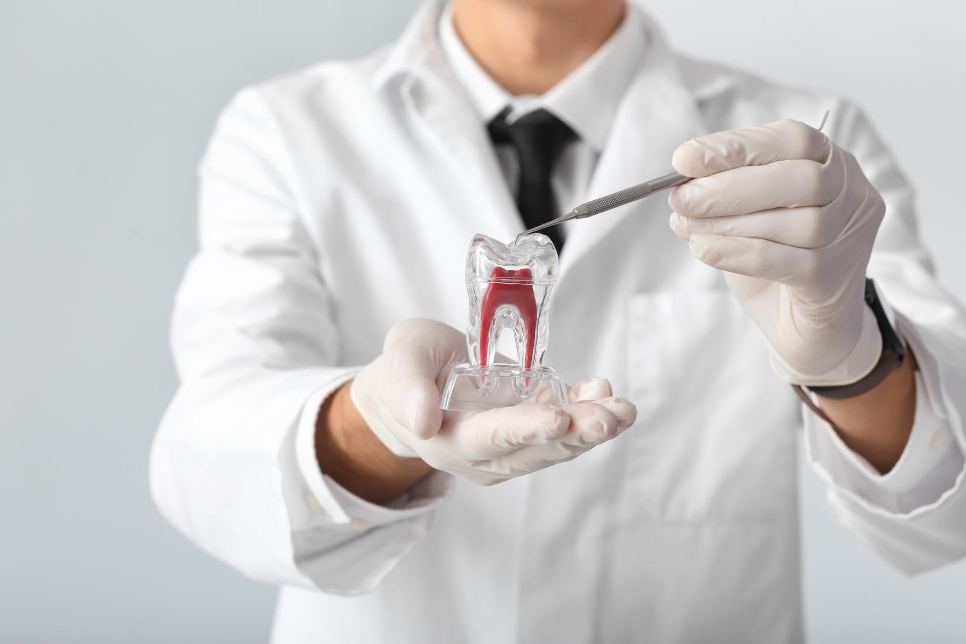 Un dentista sostiene un modelo de un diente en sus manos.