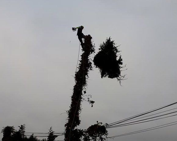Abattage d’arbre en toute sécurité