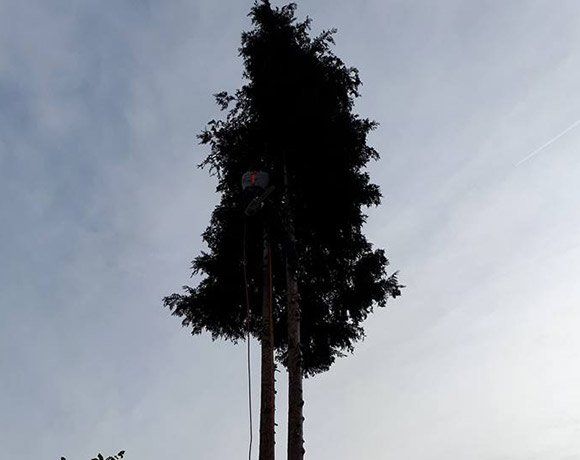Pourquoi faire abattre un arbre ?