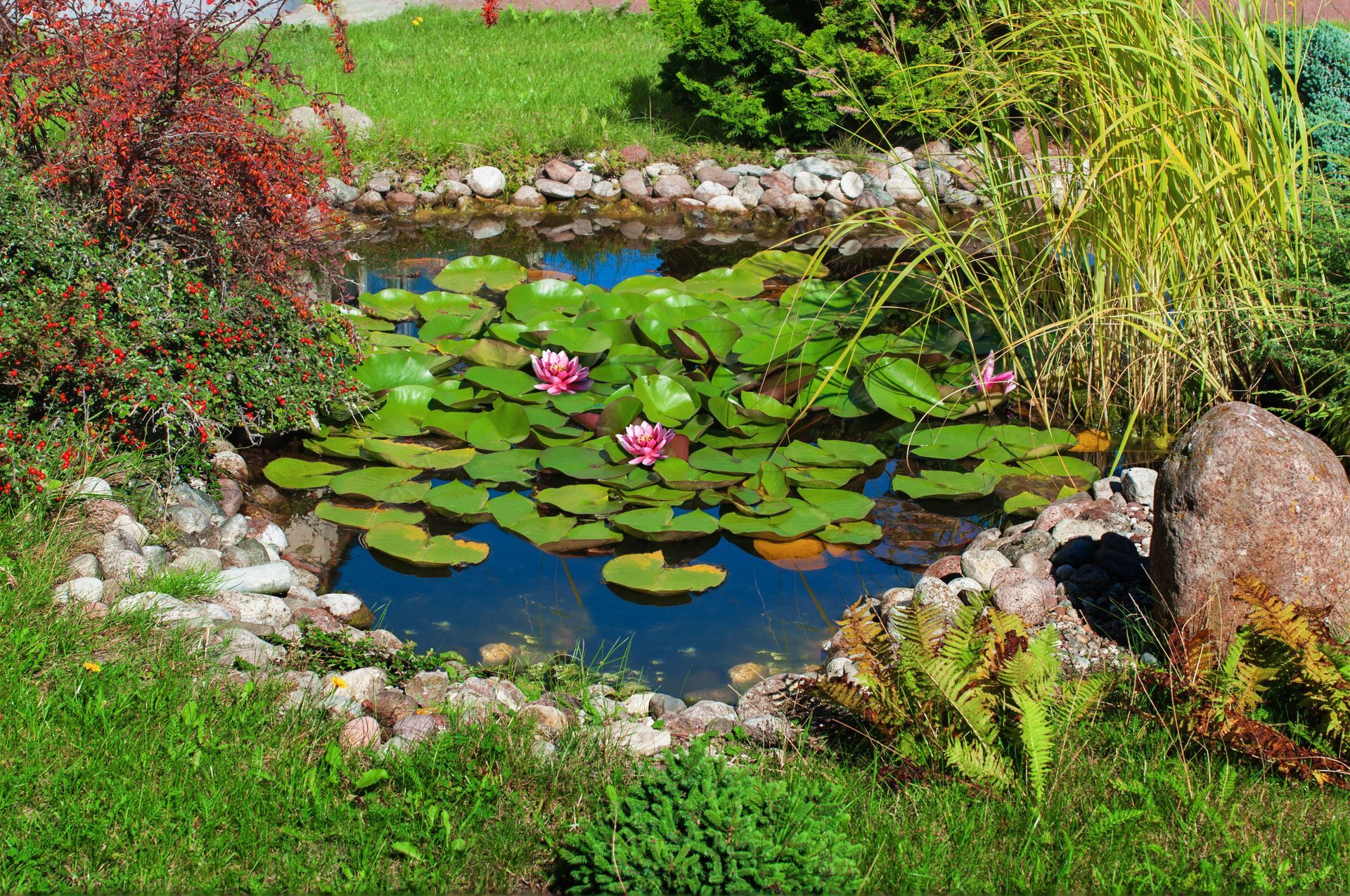 Bassin avec nénuphars