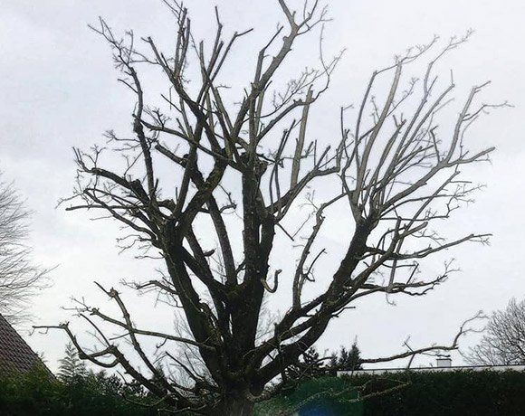Les différents types de taille d’arbre