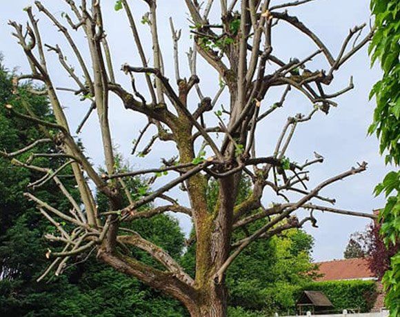 Pourquoi faire appel à notre entreprise pour l’élagage de vos arbres ?