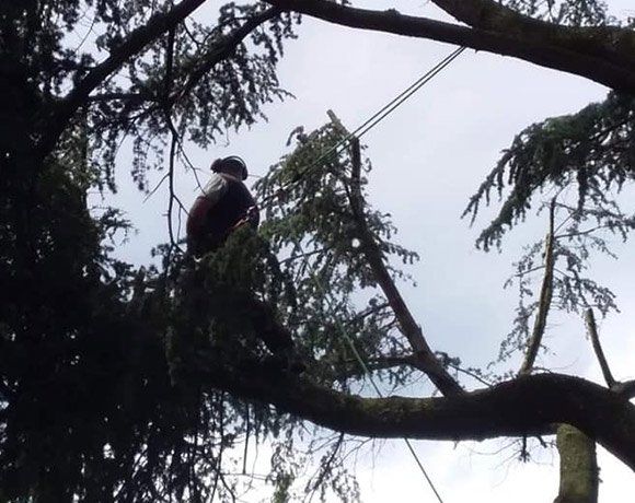 Élagage et taille de vos arbres par des élagueurs professionnels