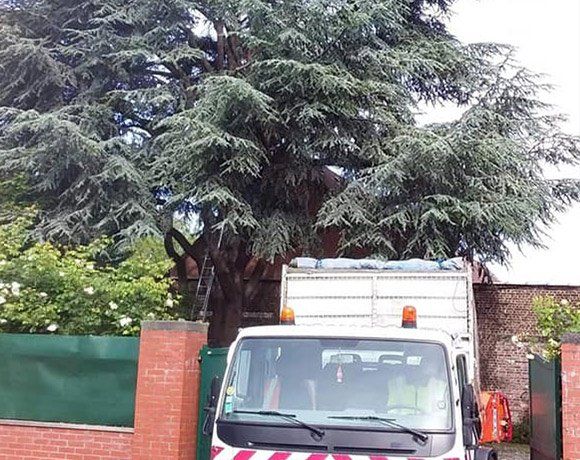 Abattage d’arbre dans le respect des normes de sécurité