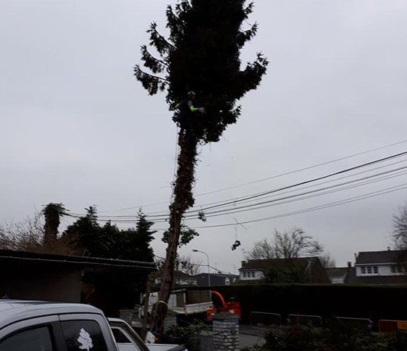 Une entreprise d’élagage pour l’entretien de vos arbres, arbustes et haies