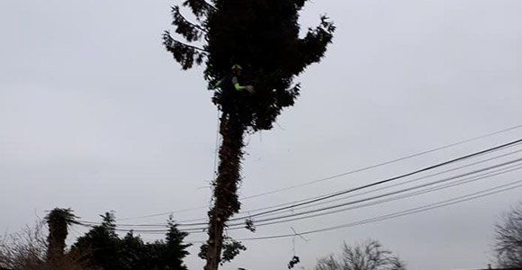 Une équipe d’élagueurs pour entretenir vos arbres, arbustes et haies