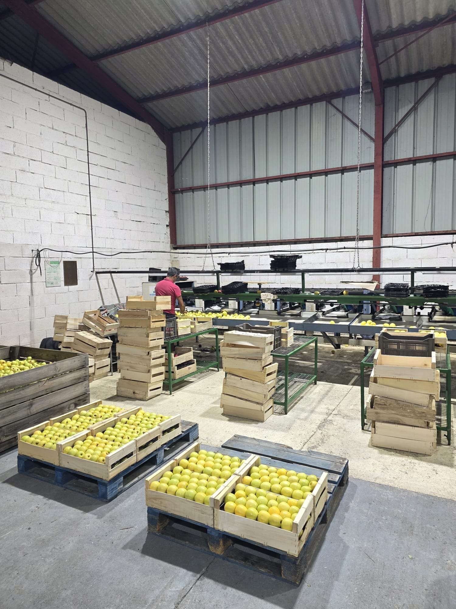 Entrepôt avec des caisses de fruits empilées et des cagettes de fruits jaunes sur des palettes, un employé vêtu de rose à l’arrière-plan