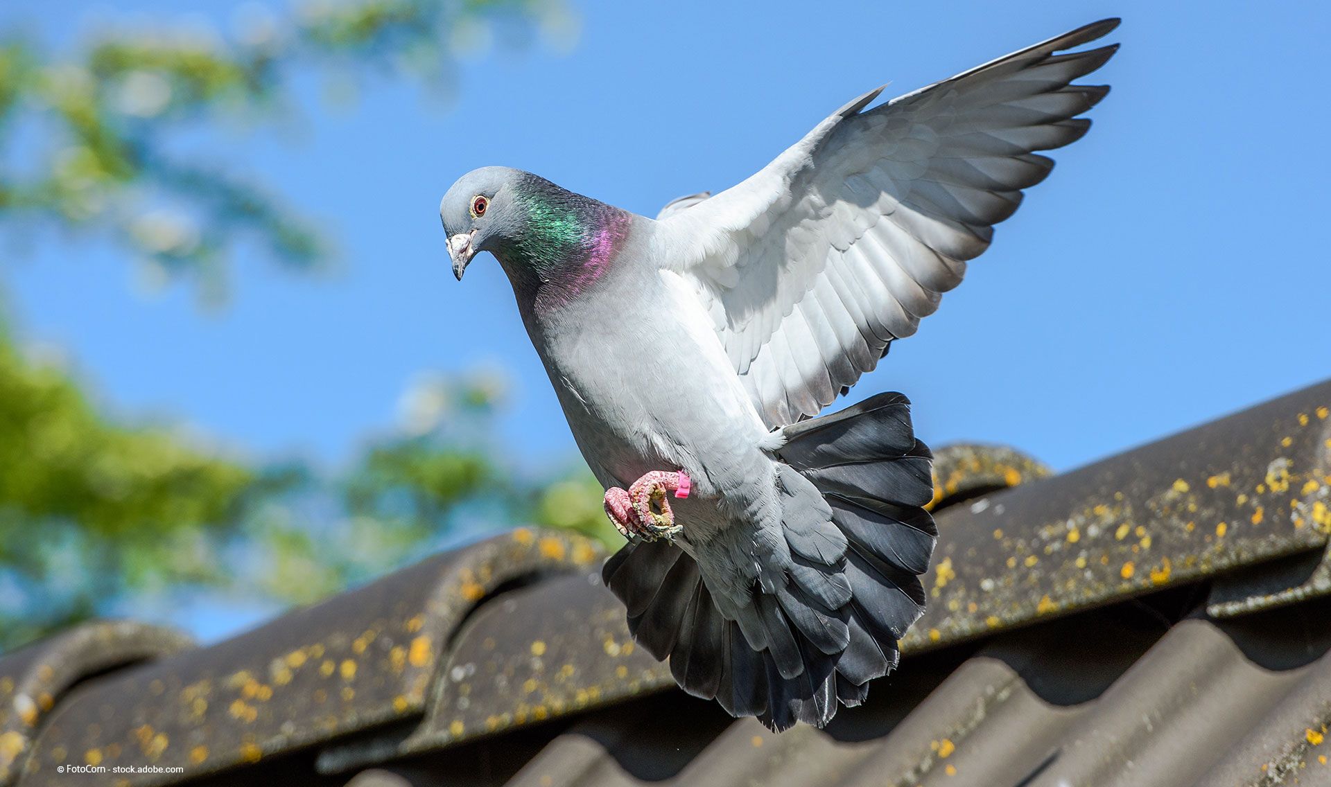 eine Taube fliegt über ein Dach mit Vogelabwehr