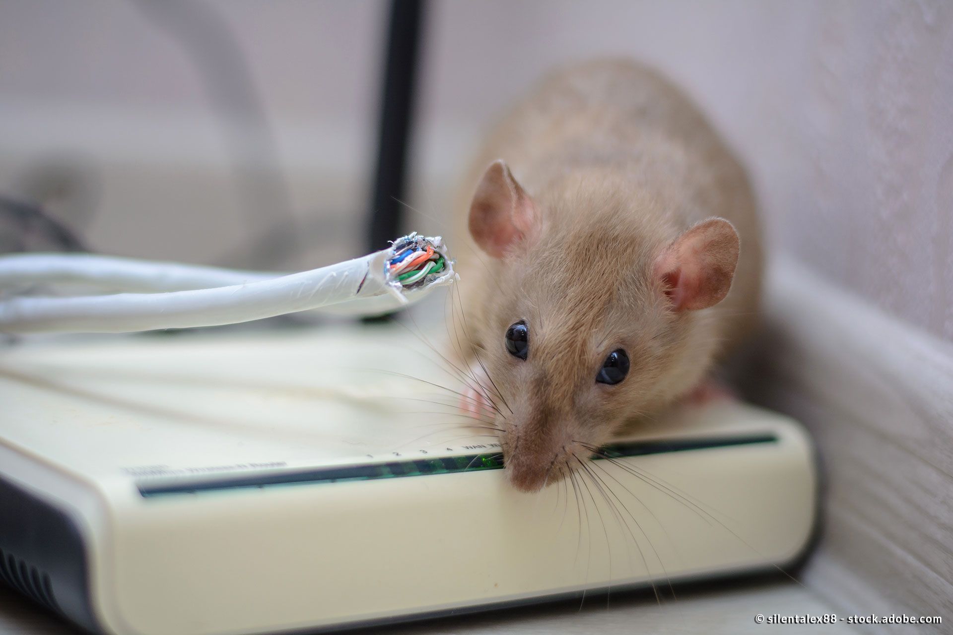 eine kleine Maus auf einer Wiese