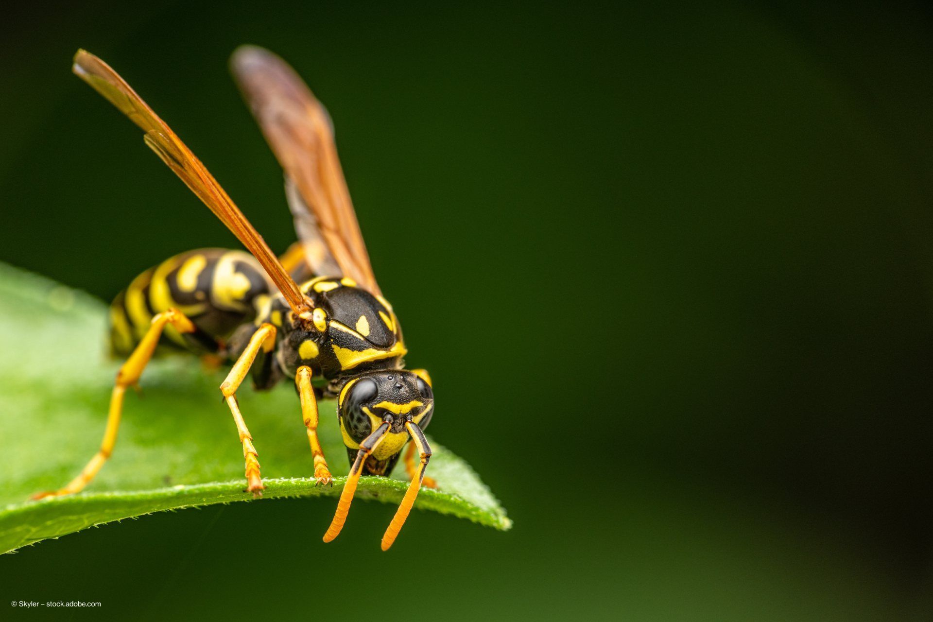 Wespe auf einem Blatt