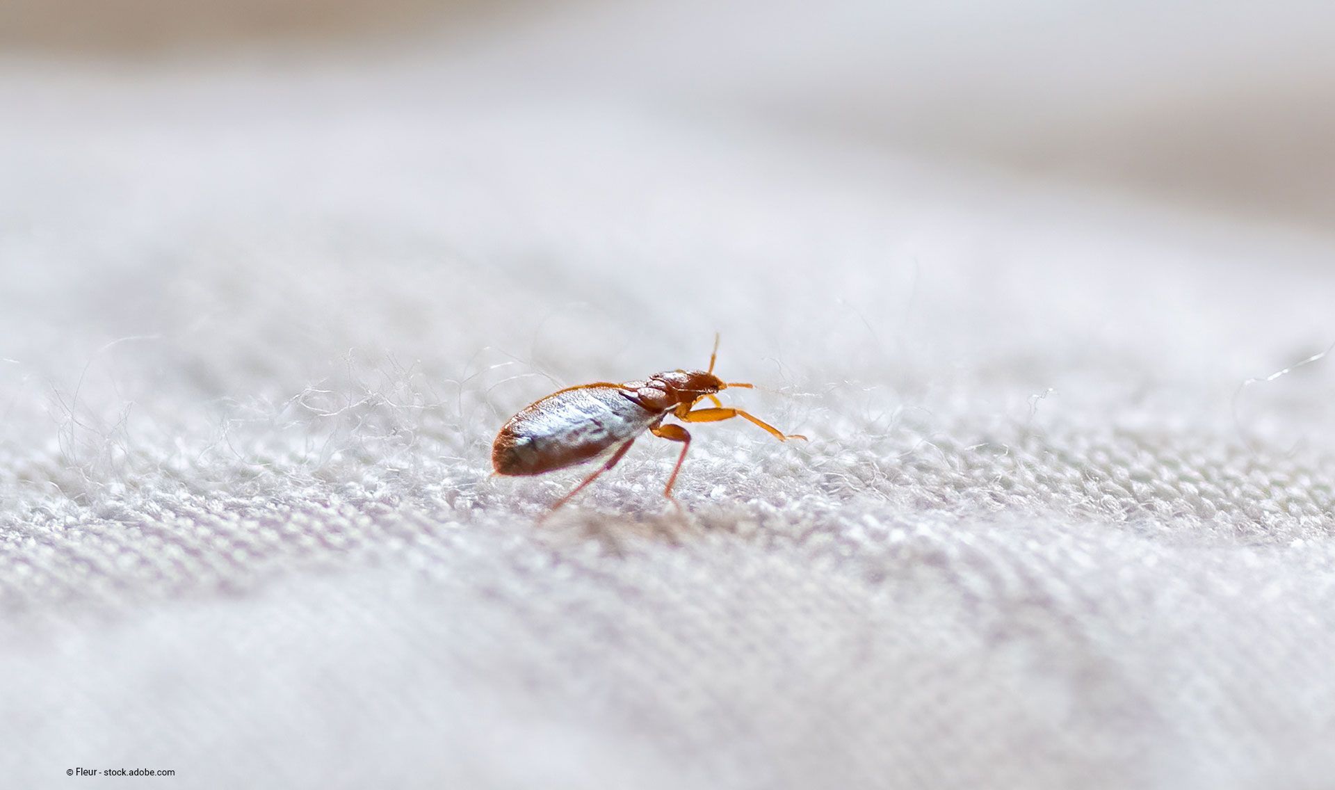 Nahaufnahme einer Bettwanze