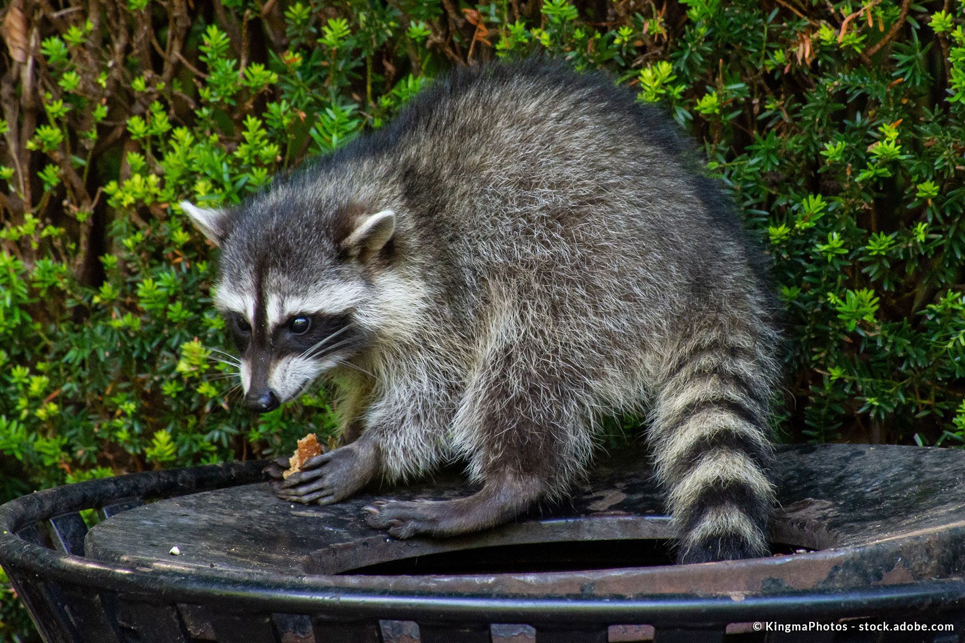 ein Waschbär streckt seine Vorderpfoten aus