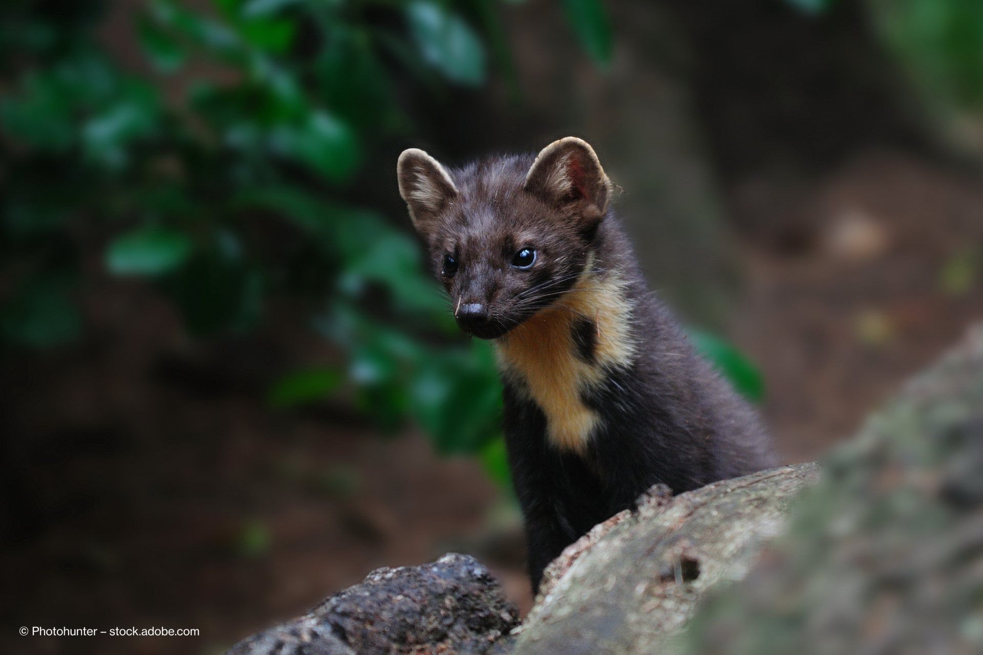 kleiner brauner Mader