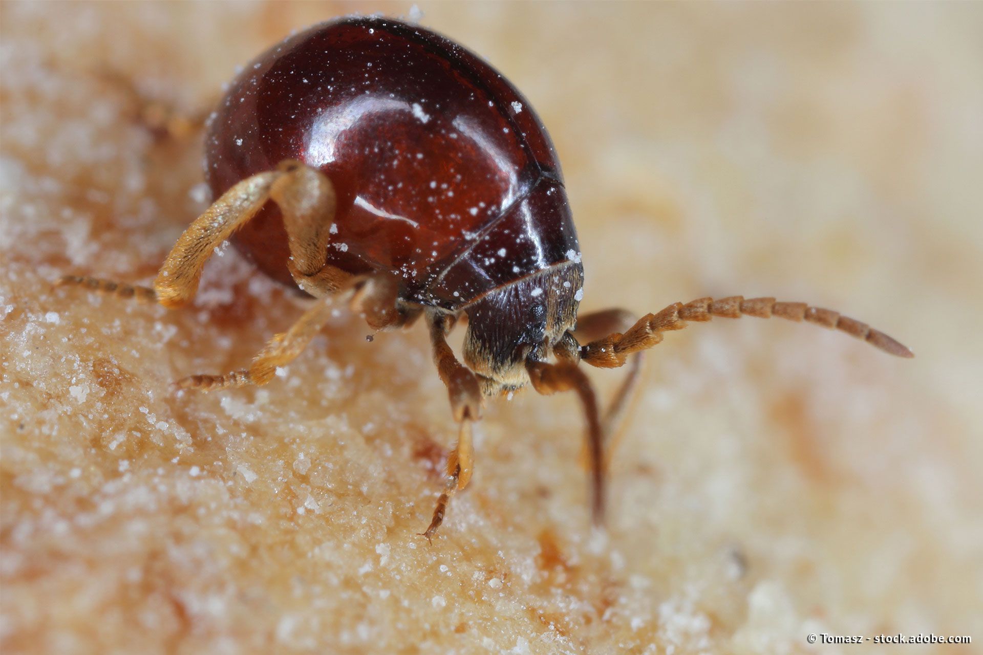Nahaufnahme eines Kugelkäfers