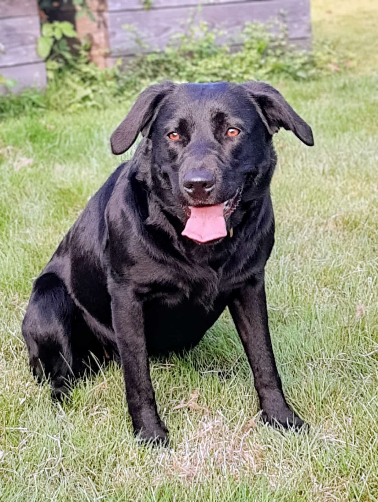 Schwarzer Hund sitzt mit heraushängender Zunge im Gras und schaut in die Kamera.