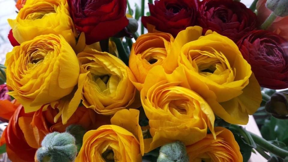 Eine Nahaufnahme von einem Strauß gelber und roter Blumen