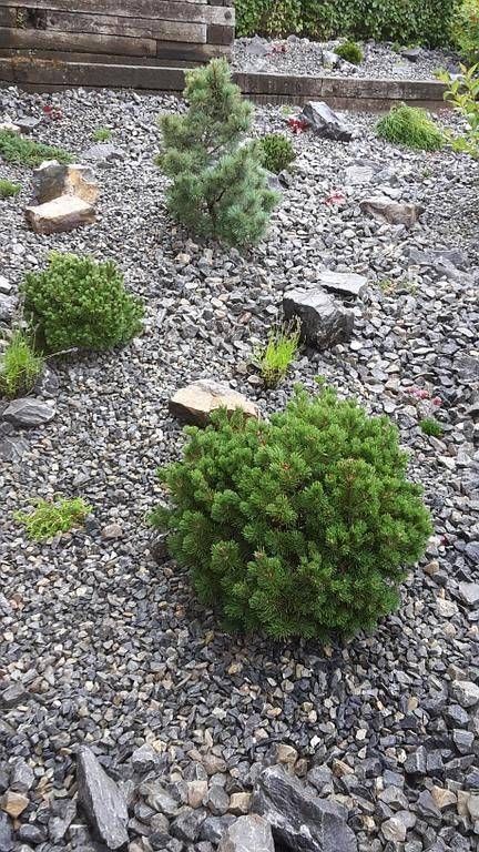 In diesem Garten gibt es viele Steine ​​und Pflanzen. Foto von der Schöni Blumen und Gartenbau GmbH