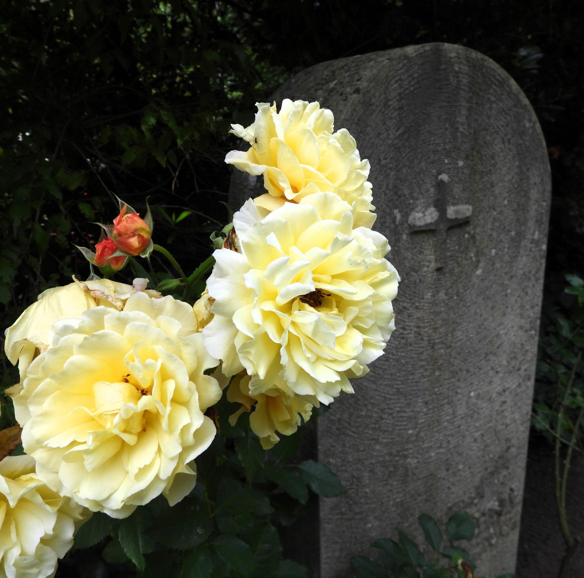 Ein Grabstein mit einem Kreuz darauf und gelben Blumen davor