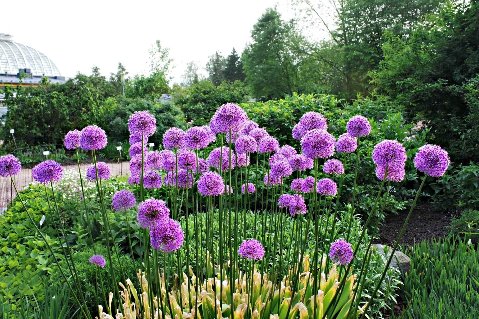 Variagarten GmbH – Allium in einem Garten