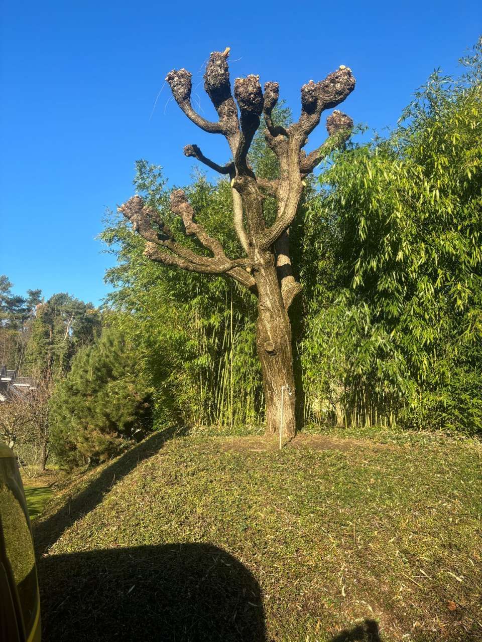 Un arbre avec beaucoup de branches se trouve au milieu d'un champ.