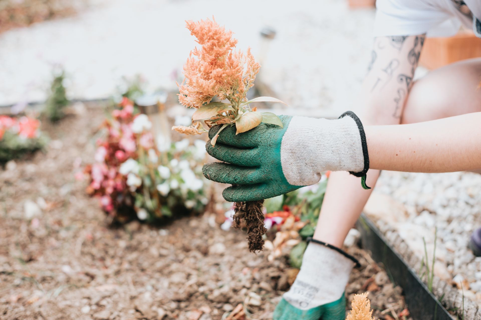 Une jeune fille plante des fleurs sur une tombe