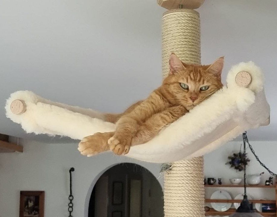 Eine orangefarbene Katze liegt auf einer weißen Hängematte auf einem Kratzbaum.