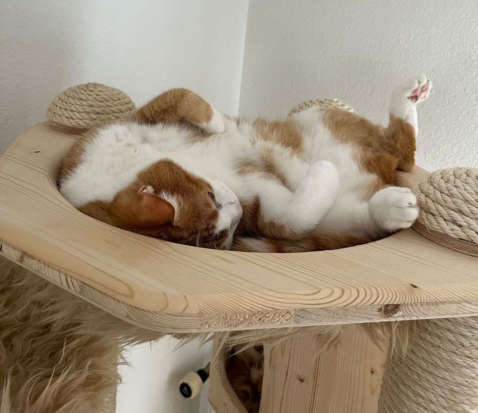 Eine braun-weiße Katze liegt auf dem Rücken auf einem hölzernen Katzenbaum.