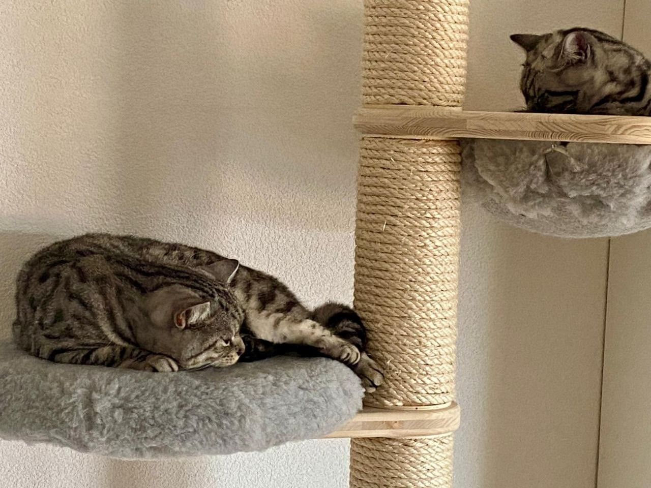 Zwei Katzen schlafen auf einem Kratzbaum.