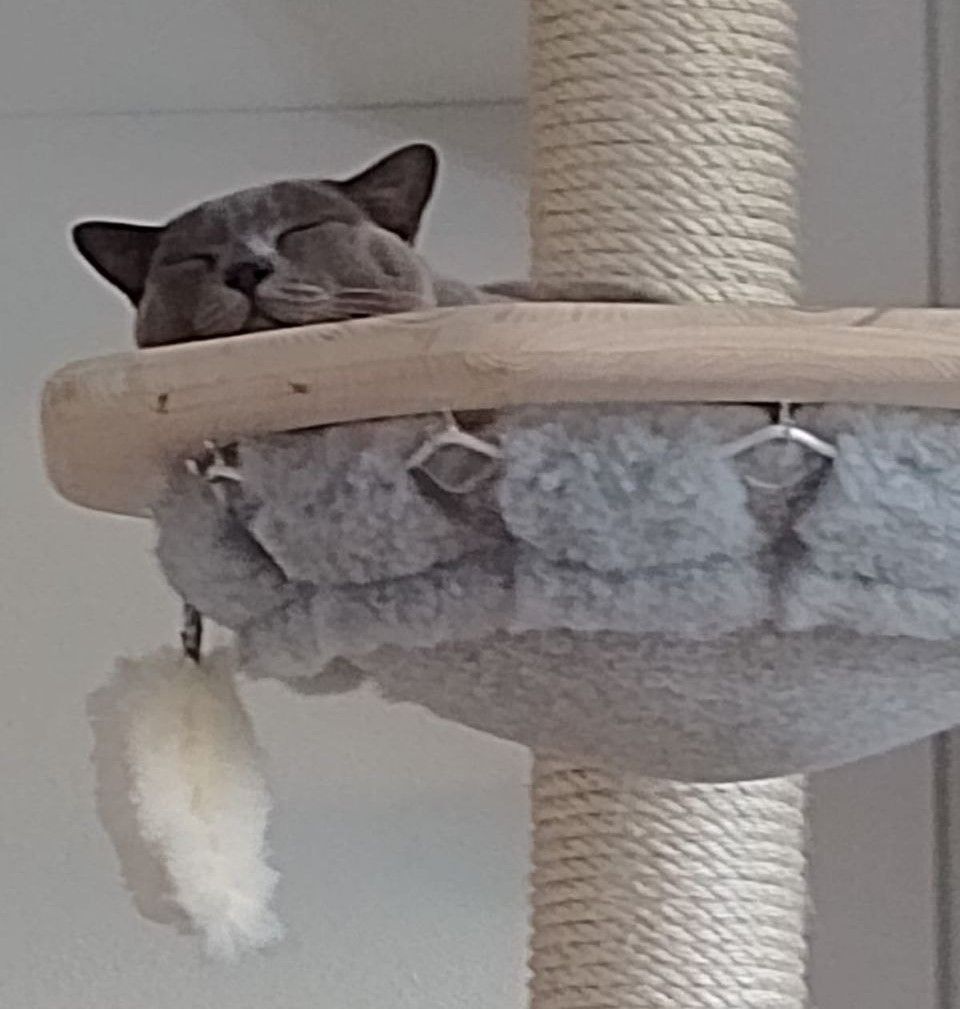 Eine Katze schläft mit geschlossenen Augen auf einem Kratzbaum