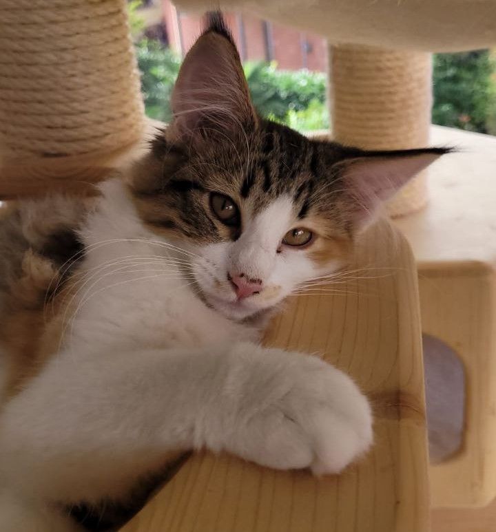 Eine dreifarbige Katze liegt auf einem hölzernen Kratzbaum