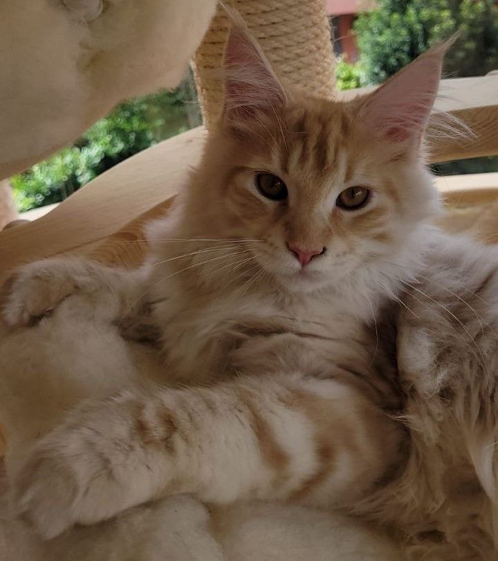 Eine Nahaufnahme einer Katze, die auf einer anderen Katze liegt