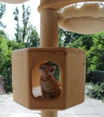 Ein Kätzchen sitzt in einem hölzernen Katzenbaum.