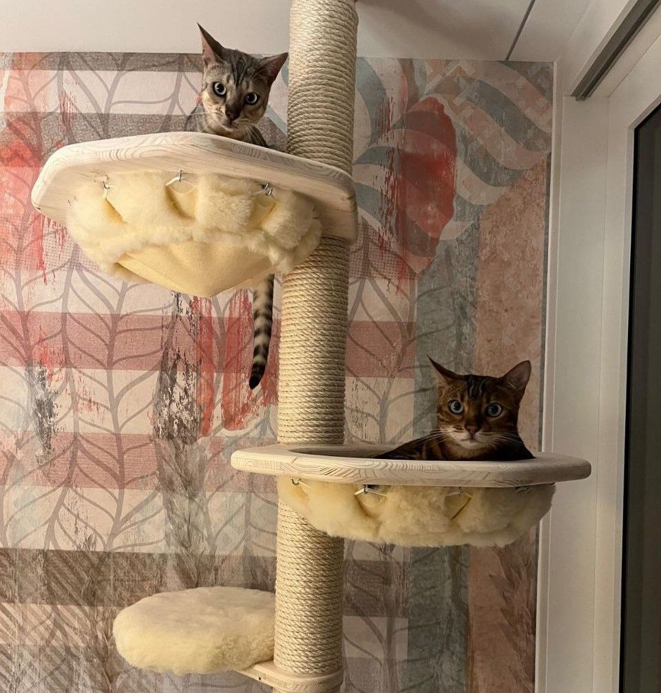 Zwei Katzen sitzen auf einem Katzenbaum.