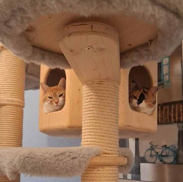 Zwei Katzen sitzen auf einem hölzernen Kratzbaum