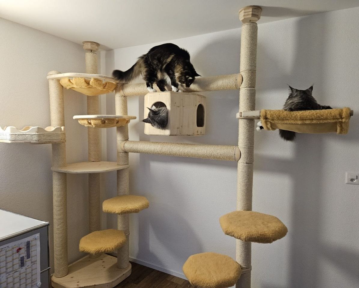 Zwei Katzen spielen auf einem Katzenbaum in einem Zimmer.