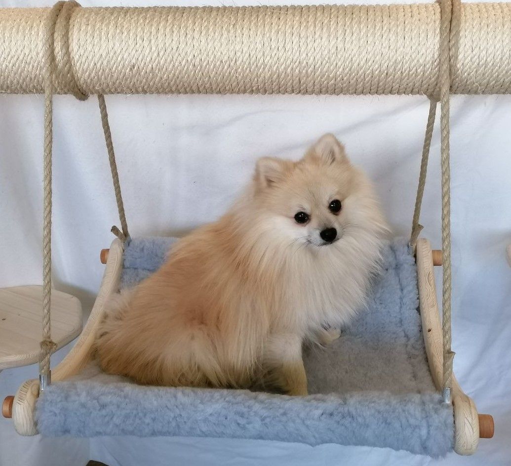 Ein kleiner Hund sitzt auf einer blauen Hängematte