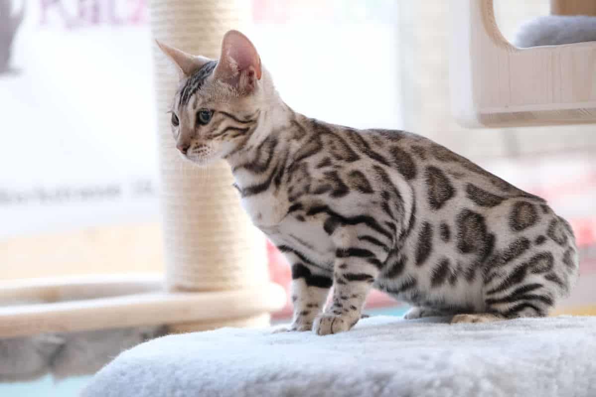 Eine Bengalkatze sitzt auf einem Kratzbaum.