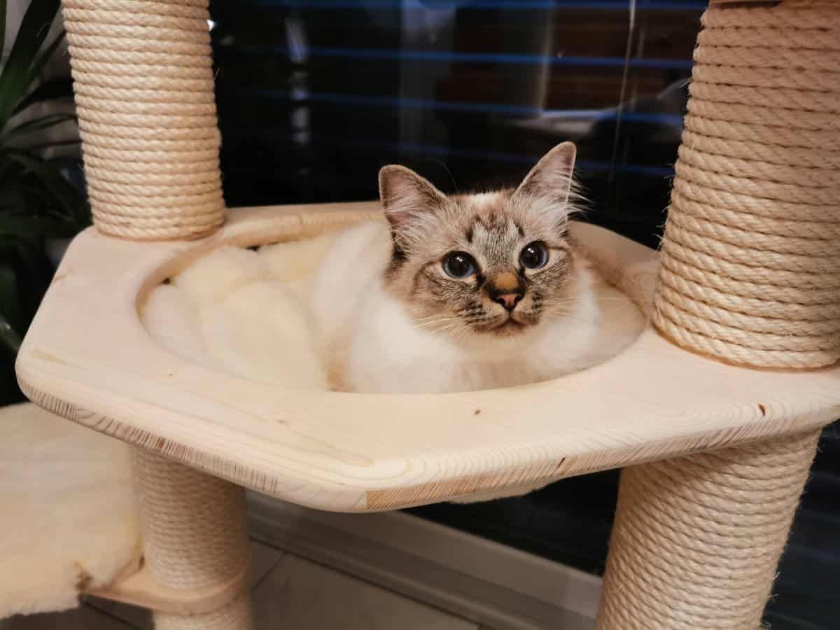 Eine Katze sitzt auf einem Kratzbaum und schaut in die Kamera