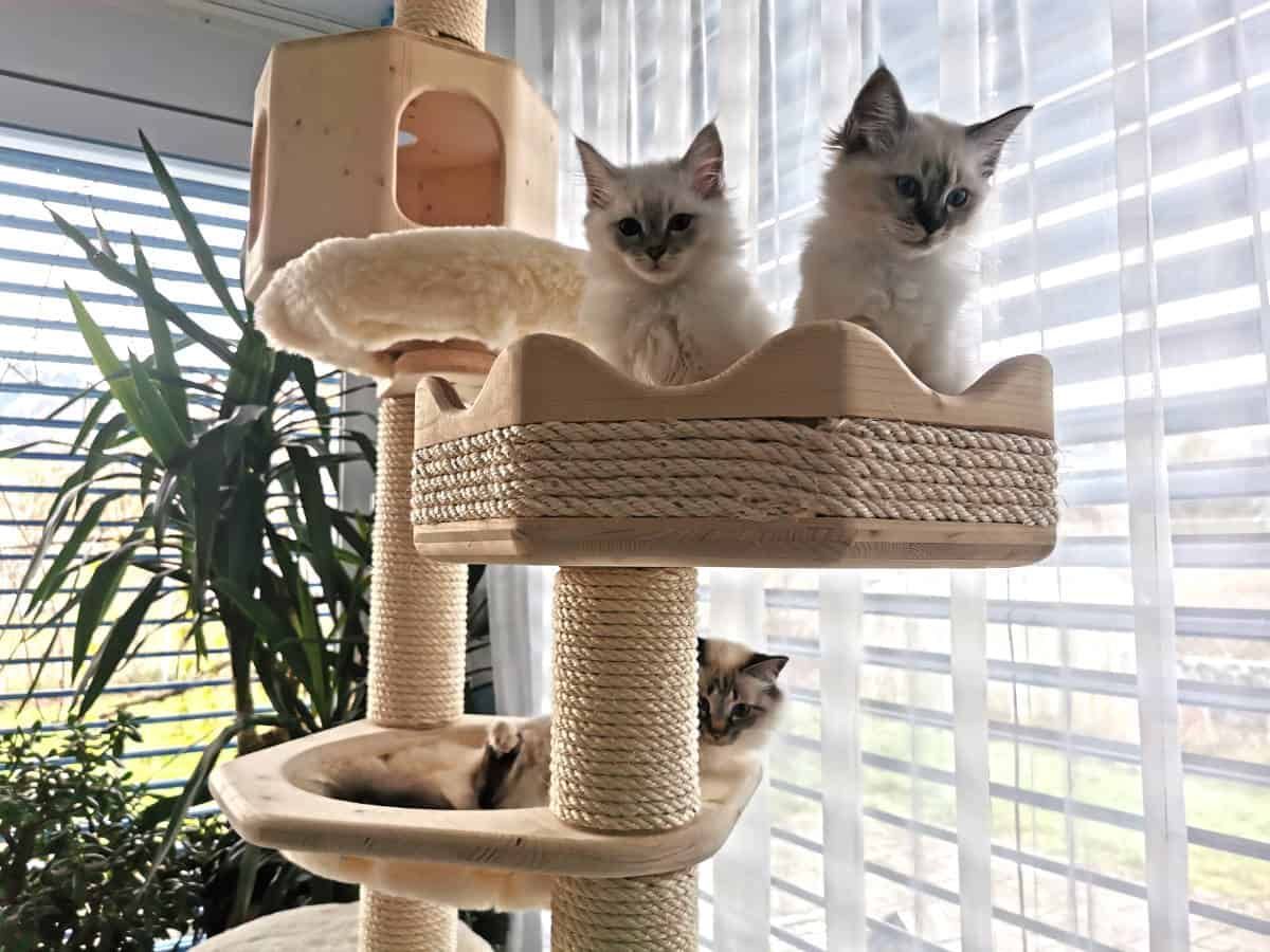 Drei Kätzchen sitzen auf einem Katzenbaum vor einem Fenster.