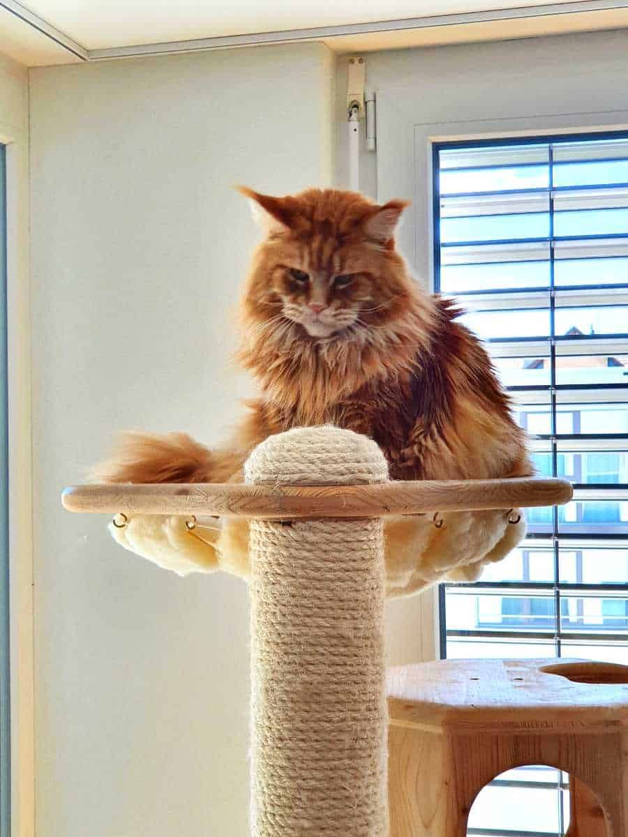 Eine Katze sitzt auf einem Kratzbaum vor einem Fenster.