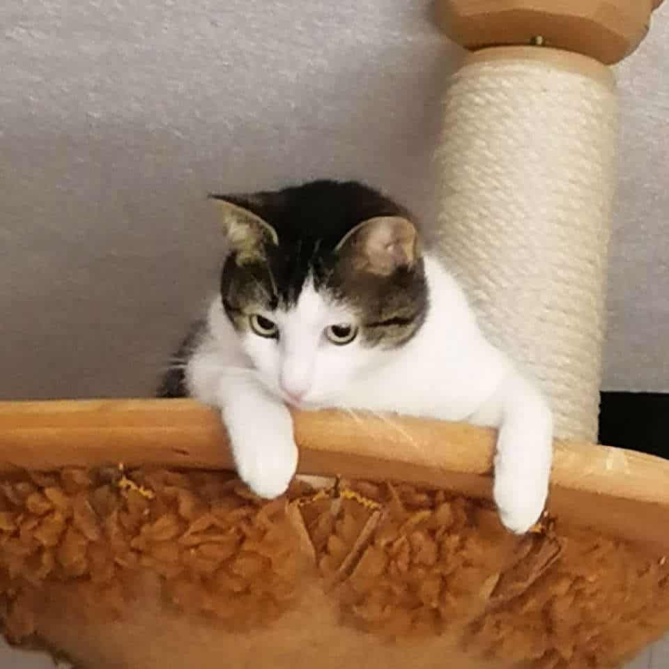 Eine schwarz-weiße Katze sitzt auf einer Holzschüssel.