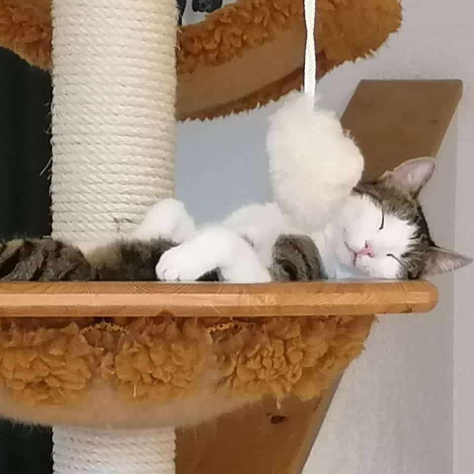 Eine Katze schläft oben auf einem Katzenbaum.