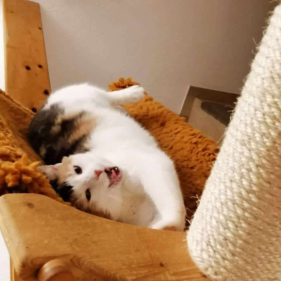 Eine Katze liegt auf dem Rücken auf einem Stuhl neben einem Kratzbaum.