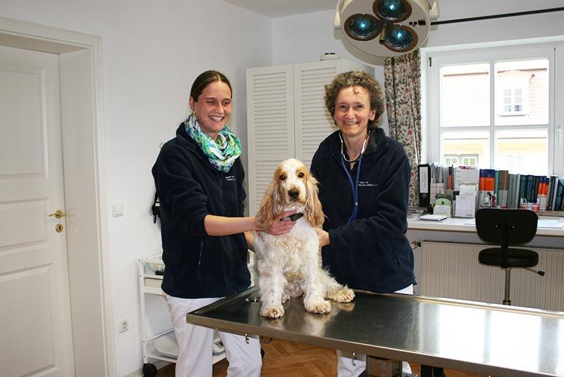 Leistungen Tierarztpraxis Mußmächer