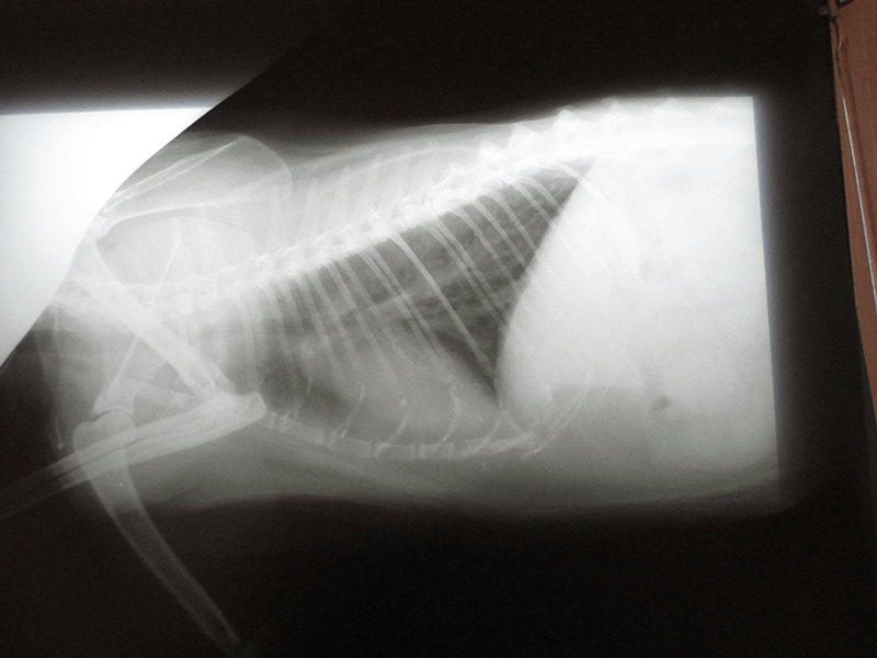 Tierarztpraxis Mußmächer Röntgenbild
