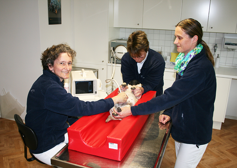 Tierarztpraxis Mußmächer Ultraschall