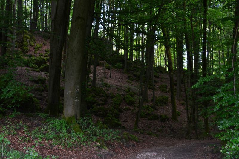 Wald in der Nähe vom Landgasthof 