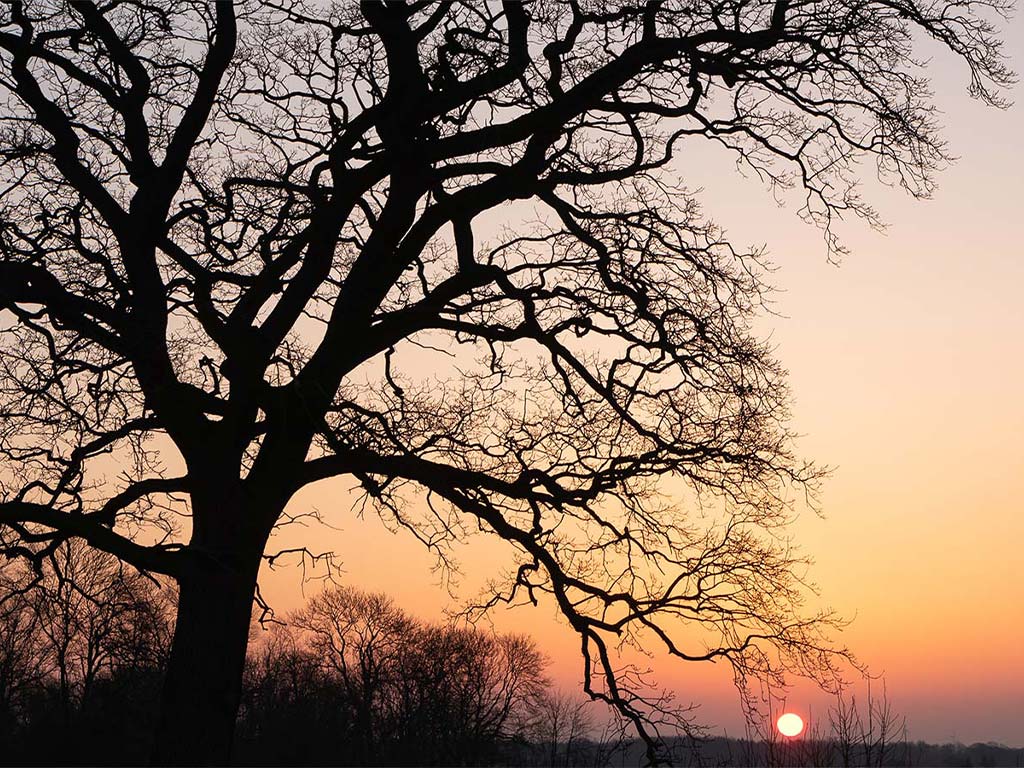 Landschaft bergen, baum und Sonnenuntergang
