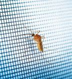 Insektenschutz