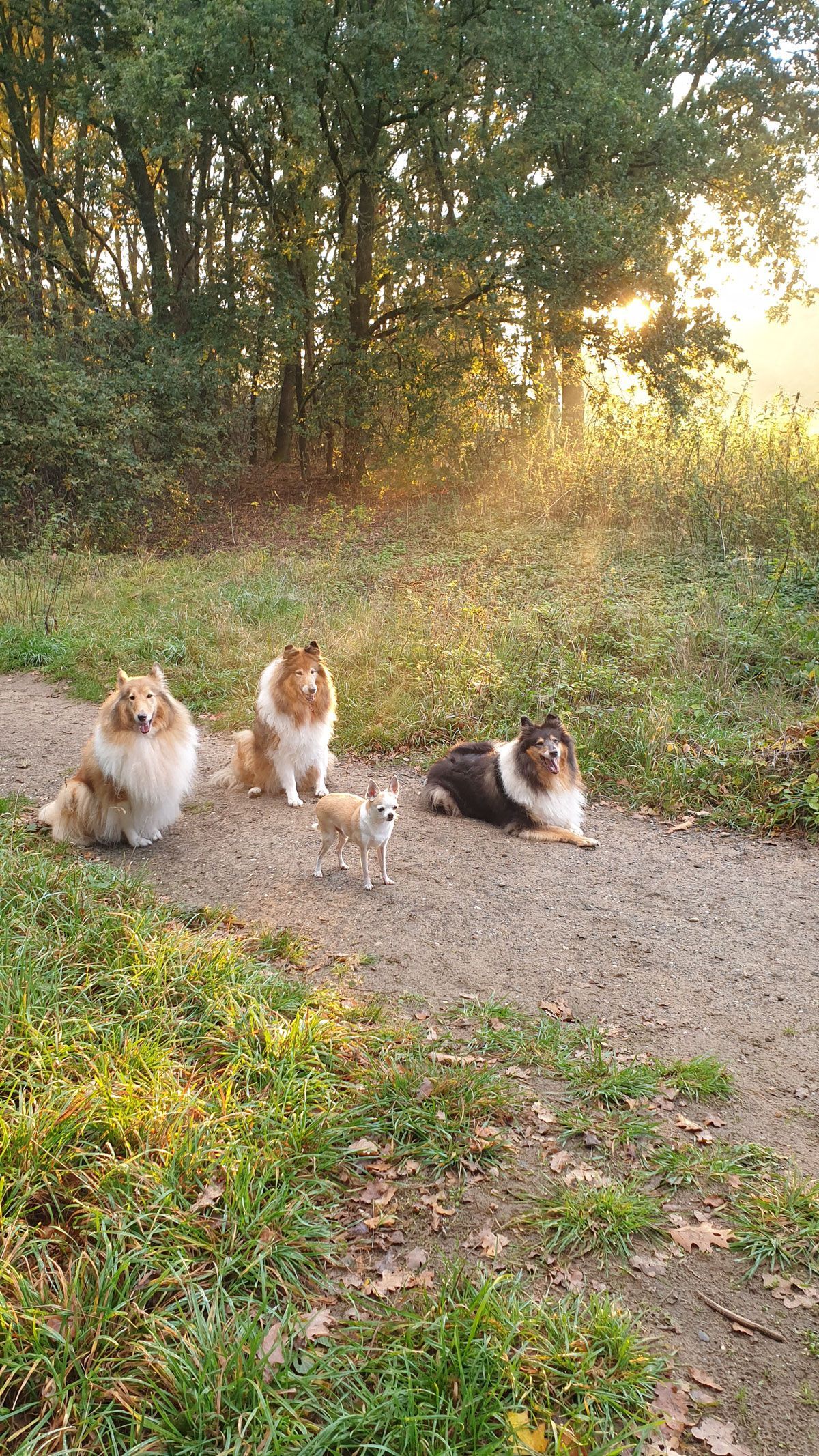 Drei Hunde sitzen auf einem Feldweg.